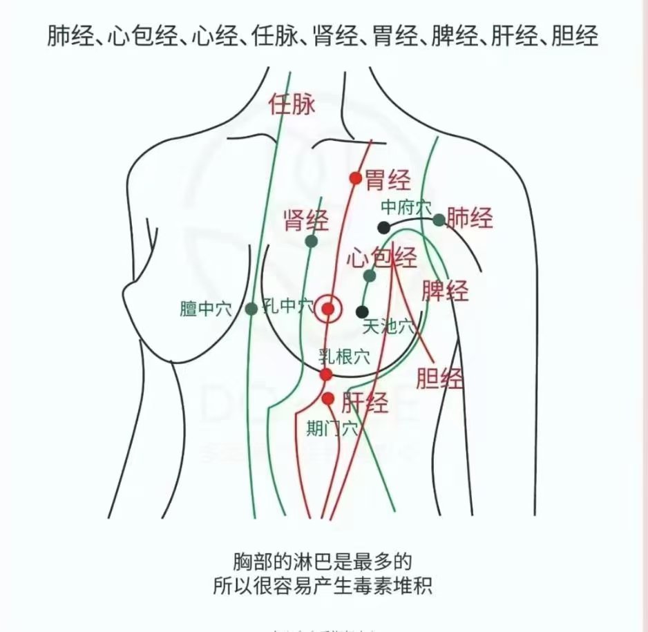 乳房九大经络位置图图片