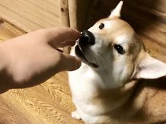 -柴务处·柴犬主题狗咖