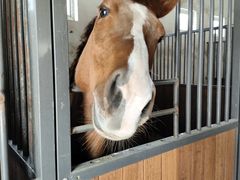 -北京群众马术培训基地