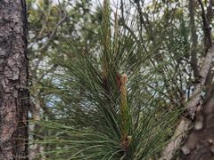 -羚羊峡古栈道森林公园