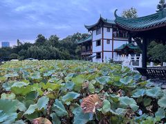 -桂湖森林公园