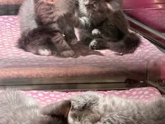 -more than meow吴止猫主题餐厅(承德 中船汇店)