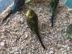 -怪兽屋·羊驼·猫咖·狗咖(俊华广场店)