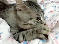 -佳怡动物医院·平价24小时·猫专科骨外科
