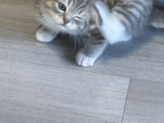 -贝康宠物医院·犬猫全科·小动物特色诊疗中心(东环路店)
