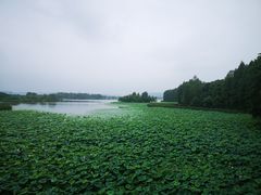-东湖落雁景区