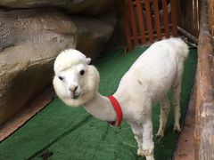 -杭州开元森泊度假乐园