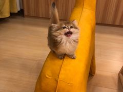 -猫十亿·布偶金渐层·曼基康矮脚猫舍(青年路店)