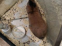 -momokira米努特·德文卷毛猫·棉花面纱犬