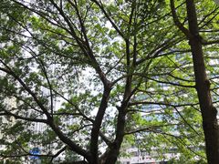 -成都市活水公园