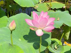 -莲花池公园