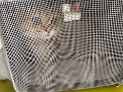 -乐琪宠物医院·犬猫专科·骨外科·急重症