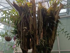 -国家植物园南园