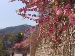 -北京鹫峰国家森林公园