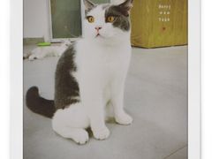 -Heymao猫咖.咖啡厅(东门店)