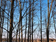 -溱湖国家湿地公园