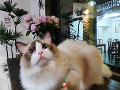 -铁炉咖啡(河下古镇店)