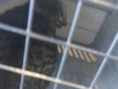-宠颐生斯嘉宠物医院·急重症·心内科(谷阳北路分院)