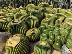 -深圳仙湖植物园