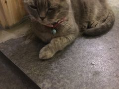 -猫色咖啡·猫咖