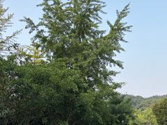 -九龙潭景区