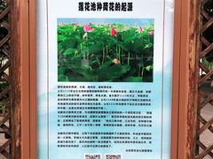 -莲花池公园