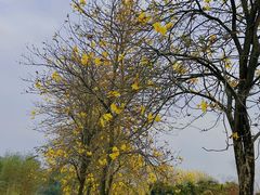 -天适樱花悠乐园