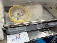 -瑞派名望志远动物医院·猫科·內科·异宠专科(直港大道店)