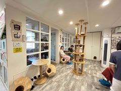 -楼上猫咖(罗湖店)