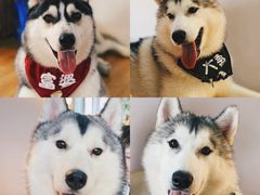 -Husky Go! 哈士奇体验馆·宠物咖啡厅狗咖