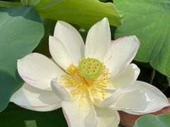 -莲花池公园