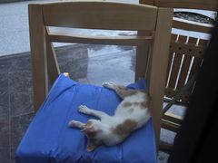 -瑞派康怡24h宠物医院·犬猫医疗中心·微创绝育(瑞景分院)