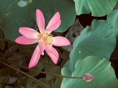 -野鸭湖国家湿地公园