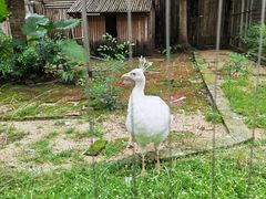 -深圳野生动物园