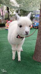 -萌宠亲子动物乐园(槐房万达店)