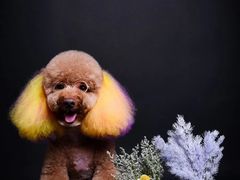 -读宠于你·约克夏比熊·睫角守宫·爬宠售卖(高新店)