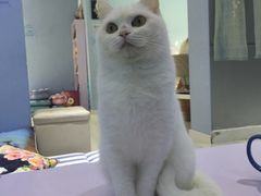 -喵的天空名猫咖啡馆·撸猫·猫舍·用品