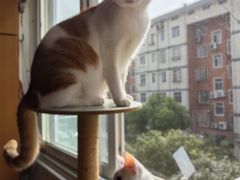 -宠颐生斯嘉宠物医院·急重症·心内科(谷阳北路分院)