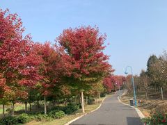 -南京枫彩漫城