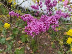 -南汇桃花村