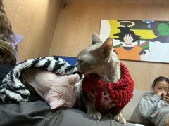 -MOCHA明星猫咖(田子坊店)
