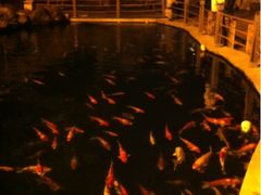 iphone_upload_pic-湖鲜楼