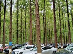 -黄海国家森林公园