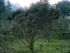 -英西峰林·洞天仙境