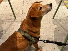 -Brut Eatery悦璞食堂(愚园路店)