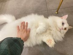 -飞行喵MR PILOT|猫舍·猫咖(静安大融城店)