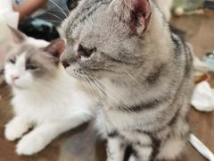 -共舞时光猫咖·狗咖(新街口店)
