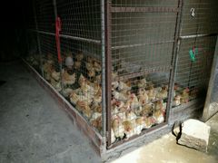 android_upload_pic-南权皇烧鸡场