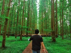 -黄海国家森林公园