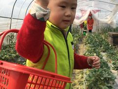 -南汇老顾农家乐采摘大团水蜜桃采摘店